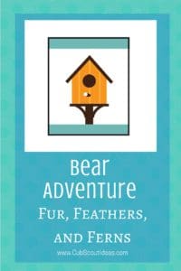Bear Fur Feathers and Ferns