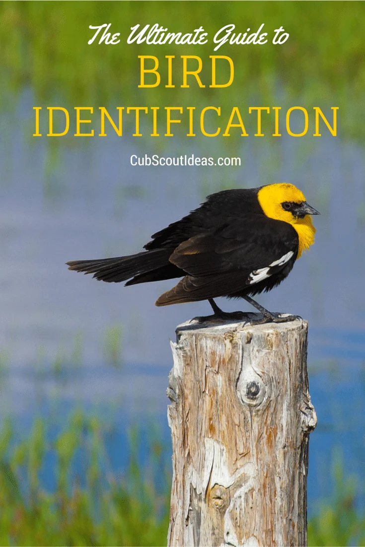 cub scout bird identification