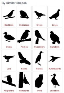 bird identification by shapes