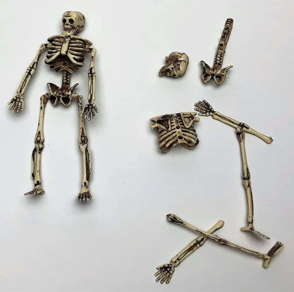 skeleton for cub scout dinosaur dig