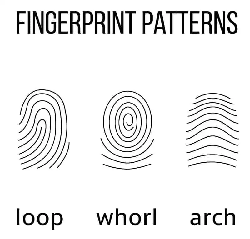 Types of Fingerprint patterns