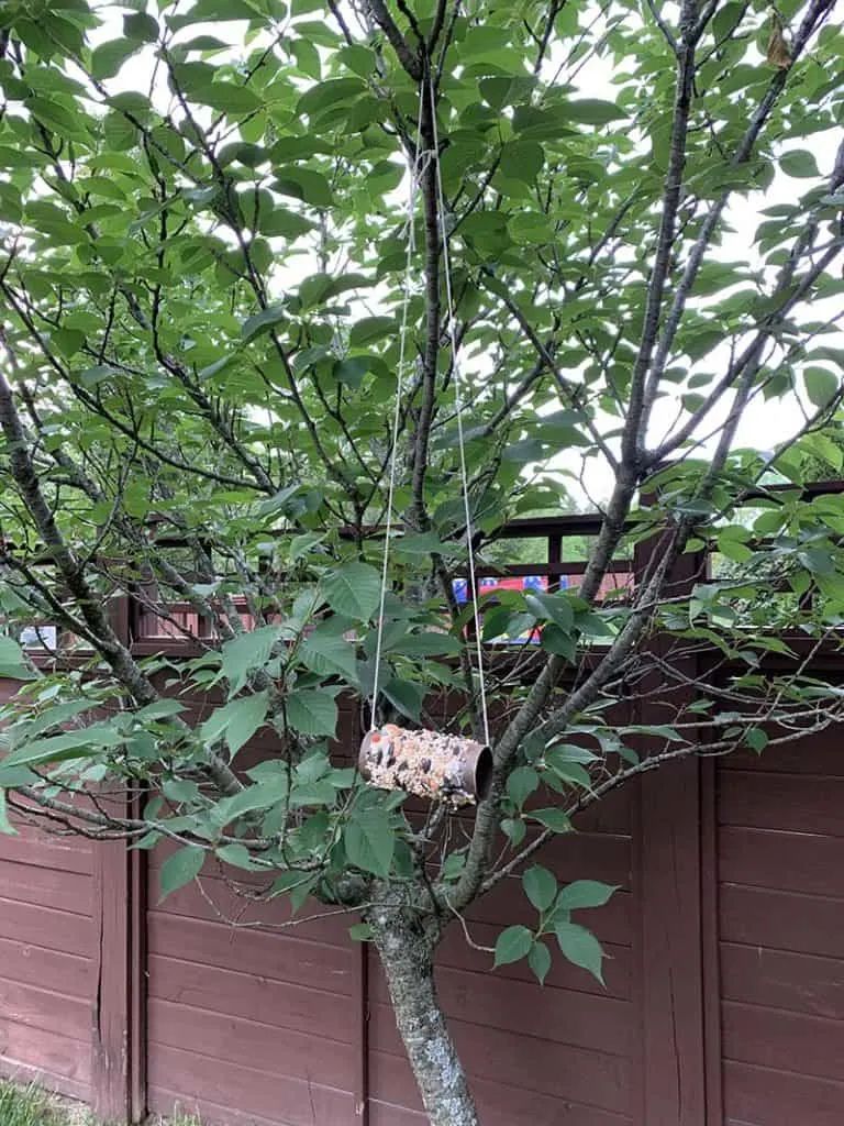 bird feeder hanging from tree