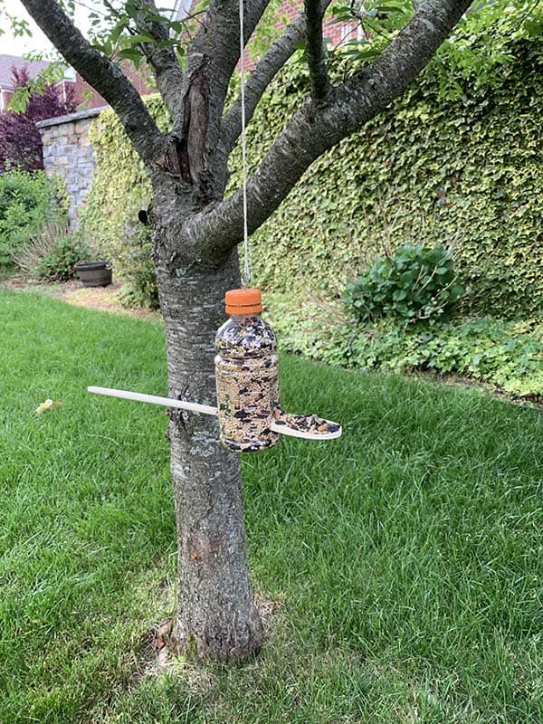 plastic bottle bird feeder hanging from tree