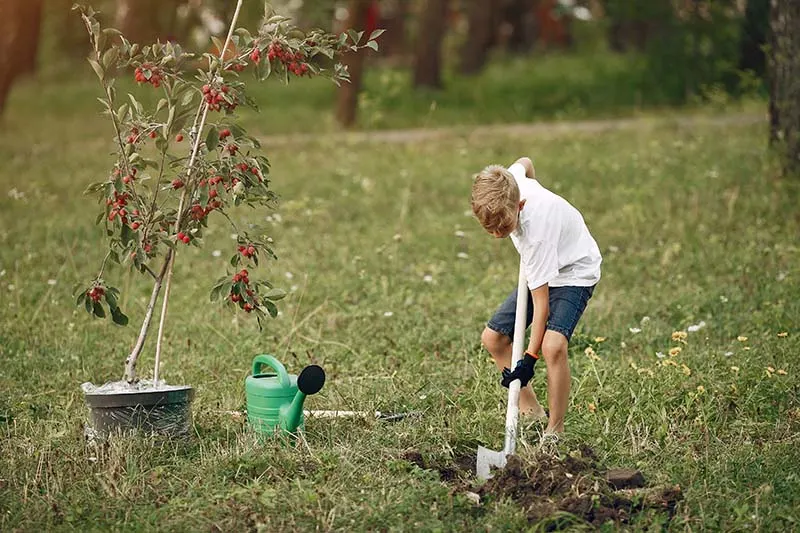 boy planting tree